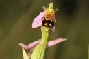 06-7125 Bee Orchid (Ophrys apifera) County Durham